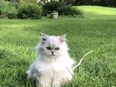 Fluffy - Persian - Gallery Photo #1