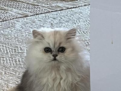 Snowball - Persian - Gallery Photo #1
