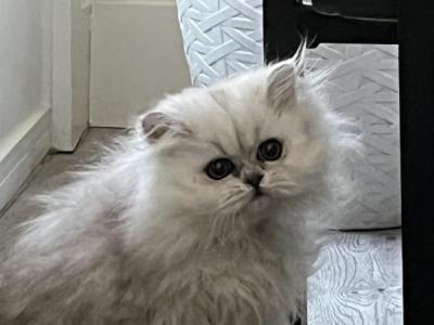Daisy - Persian - Gallery Photo #1