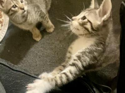 Tiger - Domestic - Gallery Photo #1