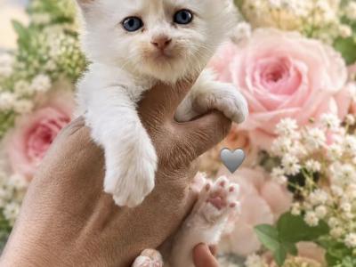 Red Flame Mitted Male - Ragdoll - Gallery Photo #1