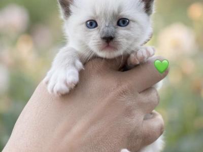 Seal Mitted Male - Ragdoll - Gallery Photo #1
