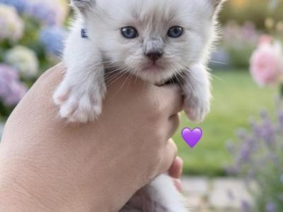 Seal Mitted Female Purple - Ragdoll - Gallery Photo #1