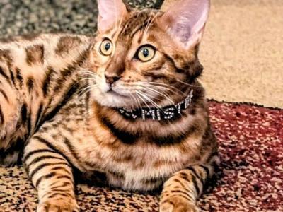 Mister Quick - Bengal - Gallery Photo #1