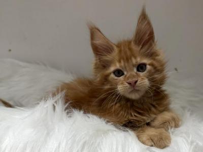 Maine Coon Kittens - Maine Coon - Gallery Photo #1