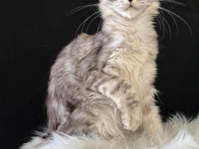 Maine Coon Kitten - Maine Coon - Gallery Photo #1
