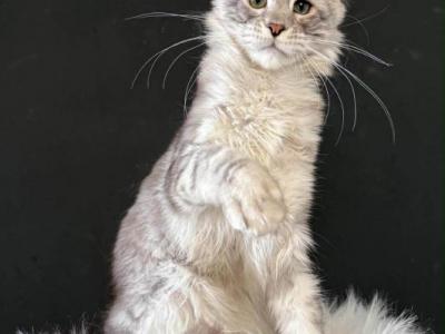 Maine Coon Kitten - Maine Coon - Gallery Photo #1
