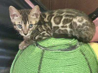 Brown Male Green Collar - Bengal - Gallery Photo #1