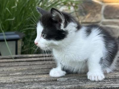 Beautiful Kittens For Family - Domestic - Gallery Photo #1