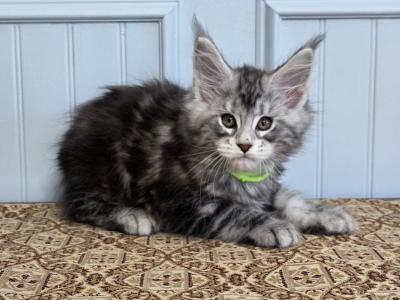 GRANITE - Maine Coon - Gallery Photo #1