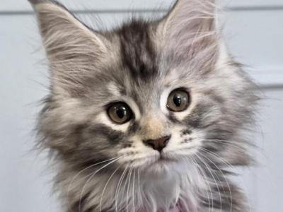 RUBY - Maine Coon - Gallery Photo #1
