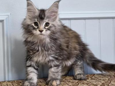 RUBY - Maine Coon - Gallery Photo #1