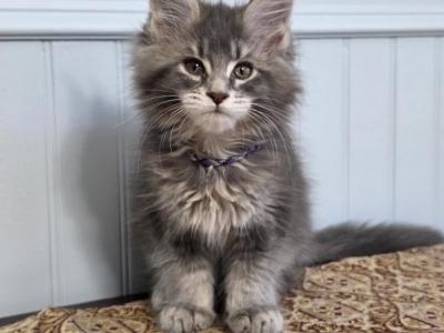 SAPPHIRE - Maine Coon - Gallery Photo #1