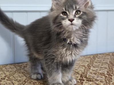 SAPPHIRE - Maine Coon - Gallery Photo #1
