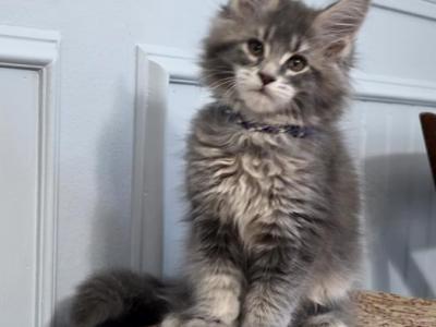 SAPPHIRE - Maine Coon - Gallery Photo #1