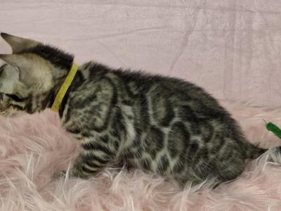 Rizzo Brown Female - Bengal - Gallery Photo #1