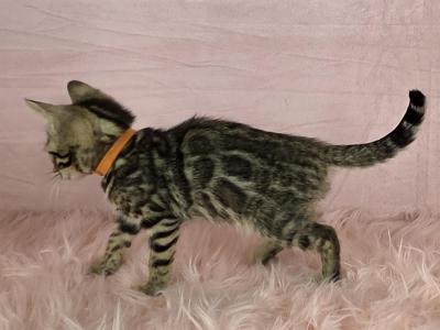Fiona Brown Female - Bengal - Gallery Photo #1