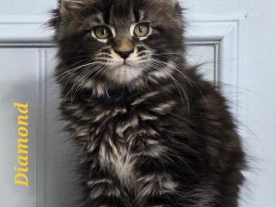 DIAMOND - Maine Coon - Gallery Photo #1