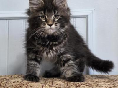 DIAMOND - Maine Coon - Gallery Photo #1