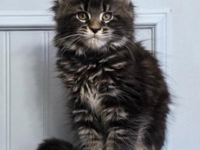 DIAMOND - Maine Coon - Gallery Photo #1