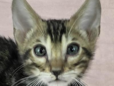 Zuko Brown Male - Bengal - Gallery Photo #1