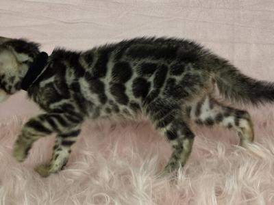 Zuko Brown Male - Bengal - Gallery Photo #1
