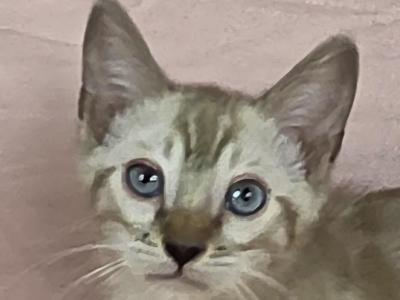 Sonny Snow Mink - Bengal - Gallery Photo #1