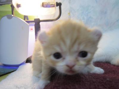 FUNTIME FELIX - American Curl - Gallery Photo #1