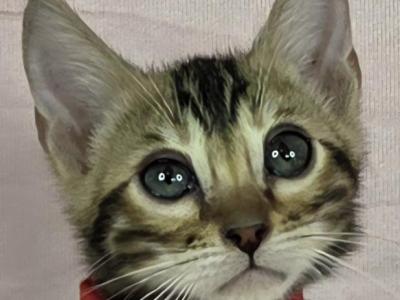Frenchie Brown Female - Bengal - Gallery Photo #1