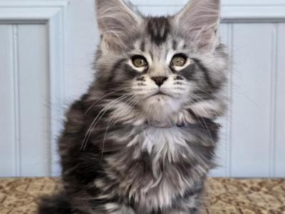 EMERALD - Maine Coon - Gallery Photo #1