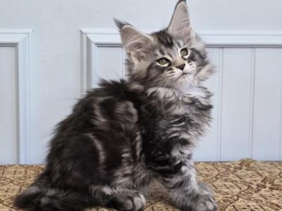 EMERALD - Maine Coon - Gallery Photo #1
