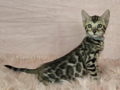Kenickie Gray Collar Brown Male - Bengal - Gallery Photo #1
