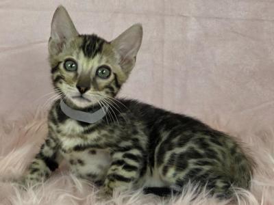Kenickie Gray Collar Brown Male - Bengal - Gallery Photo #1