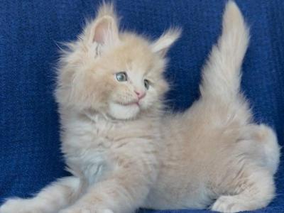 Xavier - Maine Coon - Gallery Photo #1