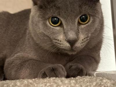 Maggie - Russian Blue - Gallery Photo #1