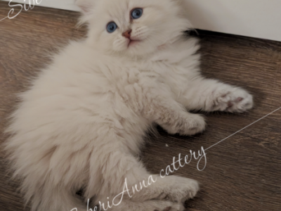 Kira - Siberian - Gallery Photo #1