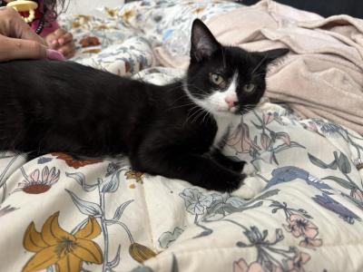 Oreo - Domestic - Gallery Photo #1