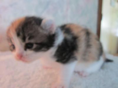 Fancy Fandango - American Curl - Gallery Photo #1