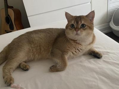 Yoiyo - British Shorthair - Gallery Photo #1