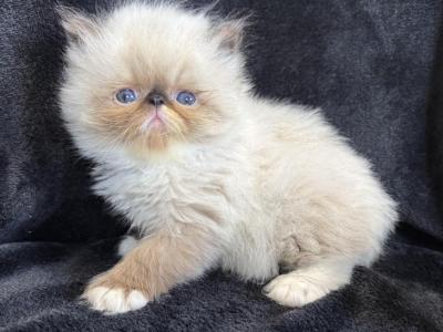 Winston - Himalayan - Gallery Photo #1
