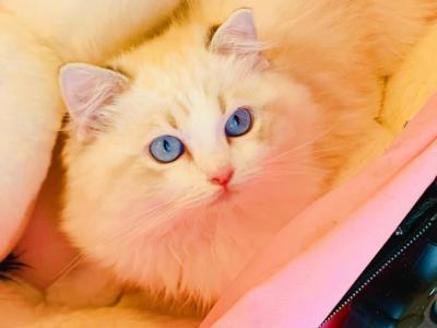 Luna - Ragdoll - Gallery Photo #1