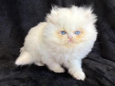 Bianca - Persian - Gallery Photo #1