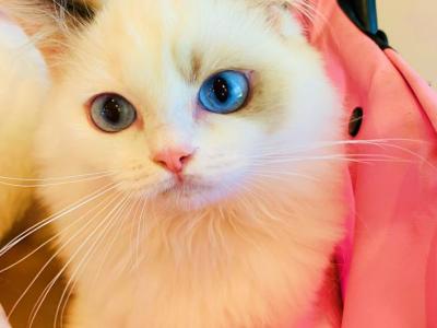 Marilyn - Ragdoll - Gallery Photo #1