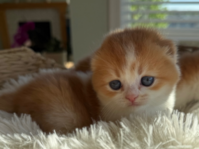 Rudy - Scottish Fold - Gallery Photo #1