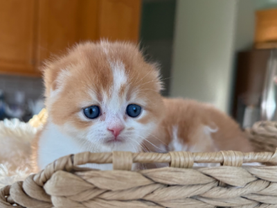 Rocky - Scottish Fold - Gallery Photo #1