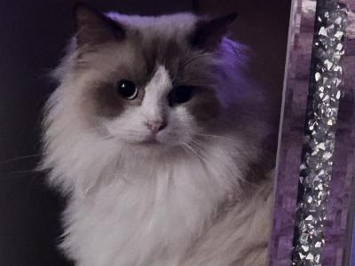 Cherubim Mink KATS Ravishing Ragdolls - Ragdoll - Gallery Photo #1