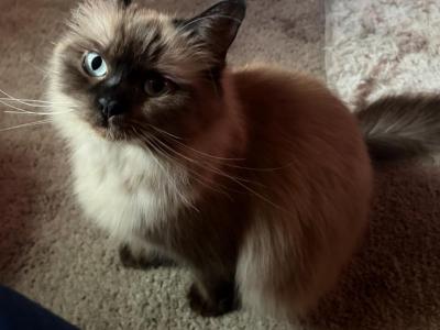 Mink Ragdolls Kats Ravishing Ragdolls Cherubim - Ragdoll - Gallery Photo #1