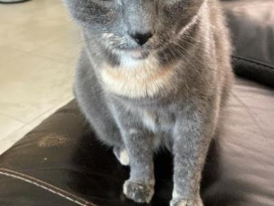 Ariel - Domestic - Gallery Photo #1