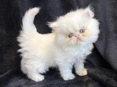 Pearl - Persian - Gallery Photo #1