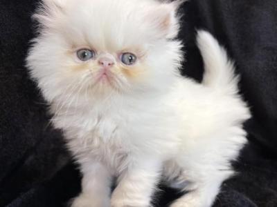 Pearl - Persian - Gallery Photo #1